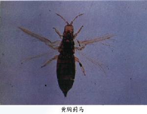 黃胸薊馬 黃胸薊馬