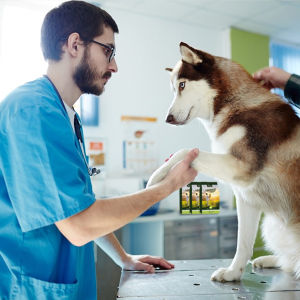 寵物醫生 寵物醫生