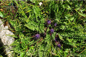 獅牙草狀風毛菊 獅牙草狀風毛菊