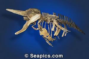 畢氏南鯨 畢氏南鯨