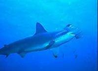 科庫斯島國家公園 科庫斯島國家公園