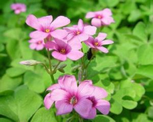 東亞黃背草 東亞黃背草