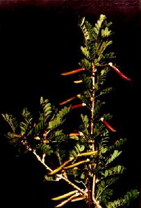 極東錦雞兒 極東錦雞兒