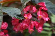 竹節海棠 竹節海棠