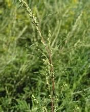 細裂葉松蒿 細裂葉松蒿