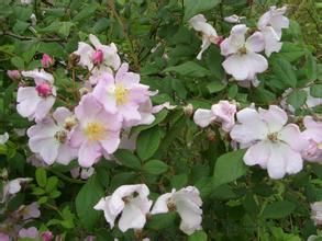 圓果大果花楸 圓果大果花楸