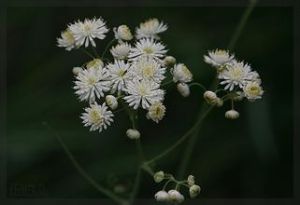 美洲唐松草亞屬 美洲唐松草亞屬