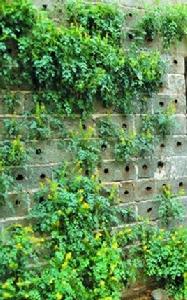 石上開花[植物]