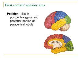 第Ⅰ軀體感覺區 第Ⅰ軀體感覺區