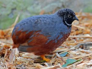 非洲藍胸鶉 非洲藍胸鶉