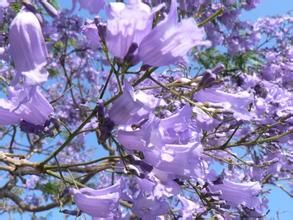 矮生紫背金盤 矮生紫背金盤