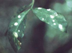 咖啡美洲葉斑病菌 咖啡美洲葉斑病菌