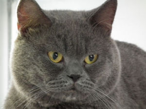 美國反耳貓 美國反耳貓