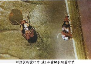 雙斑長跗螢葉甲 雙斑長跗螢葉甲