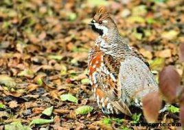 花尾棒雞 花尾棒雞