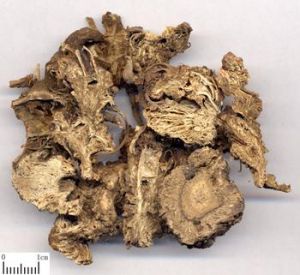 香附提取物 香附提取物