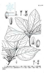 無毛山胡椒 無毛山胡椒