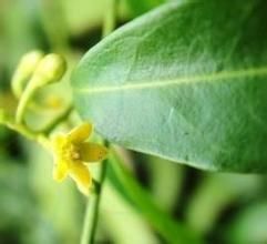 鯽魚藤族 鯽魚藤族