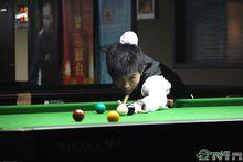 王桁[檯球運動員]