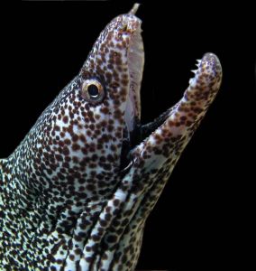 棕斑蛇鱔 棕斑蛇鱔