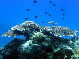 珊瑚礁[2003年上映紀錄片]