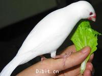 高等脊椎動物 高等脊椎動物