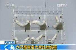 六隻蠶寶寶太空吐絲結繭 六隻蠶寶寶太空吐絲結繭