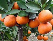 大雅柑1號樹形特徵