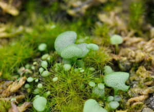 靈異狸藻 靈異狸藻