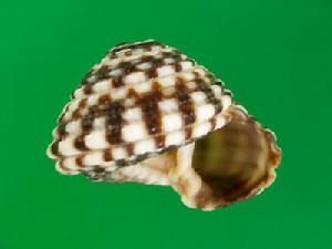 阿卡拉車輪螺 阿卡拉車輪螺