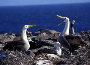 （圖）波紋信天翁