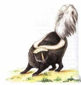 加拿大臭鼬 加拿大臭鼬