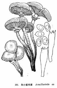 白小蜜環菌 白小蜜環菌