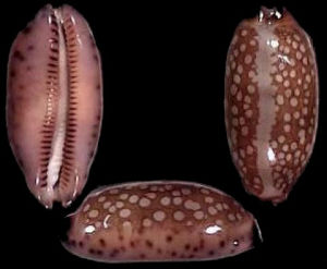 黑綱目寶螺 黑綱目寶螺