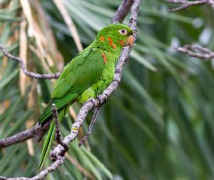 白眼錐尾鸚鵡 白眼錐尾鸚鵡