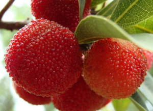 姚岙生態基地 姚岙生態基地