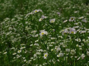 長爪梅花草 長爪梅花草