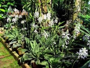 密花蝦脊蘭 密花蝦脊蘭