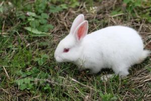 中國白兔