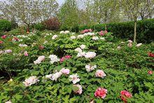 黃尖牡丹園高清大圖