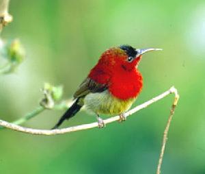 太陽鳥科 太陽鳥科