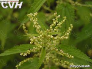 狹葉蕁麻 狹葉蕁麻