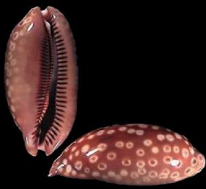 雙紋斑馬寶螺 雙紋斑馬寶螺