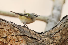 黃冠霸嬌鶲 黃冠霸嬌鶲