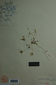 矮假龍膽 矮假龍膽