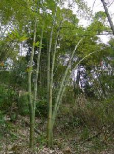 大頭典竹 大頭典竹