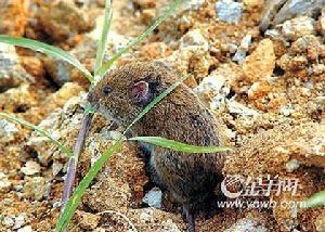 鼴形田鼠