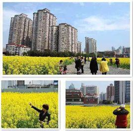 新華路街道[山東省臨清市新華路街道]
