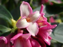 大理瑞香 大理瑞香