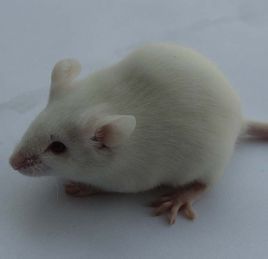 昆明小鼠 昆明小鼠